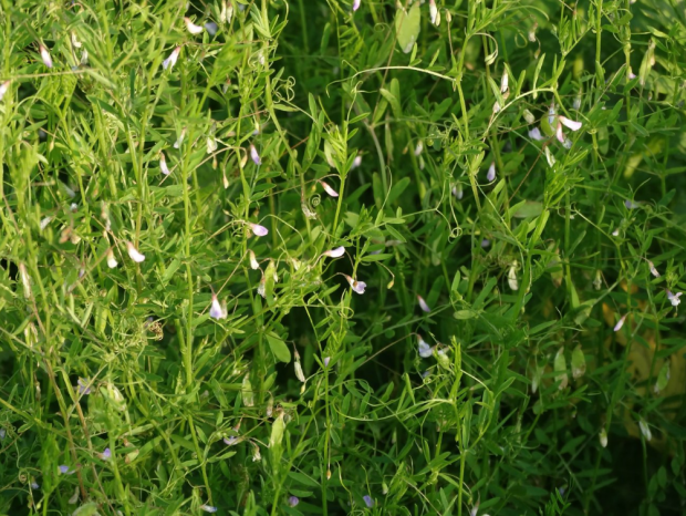 荒野维生野菜系列——四籽野豌豆