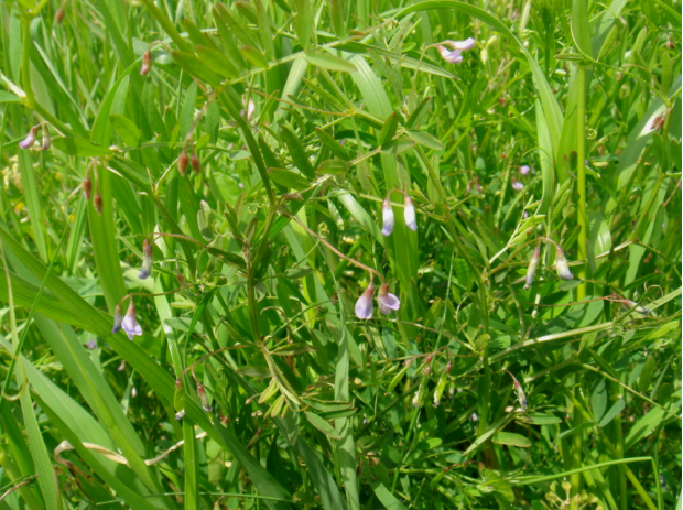 荒野维生野菜系列—四籽野豌豆