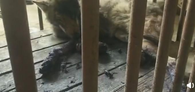 警惕!河北已有23县区发现〖河北涿鹿县发现草原狼〗