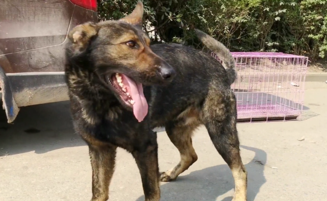 青色东德牧羊犬随着锤系德牧,赛系德牧的区分,德牧的分别更加的复杂