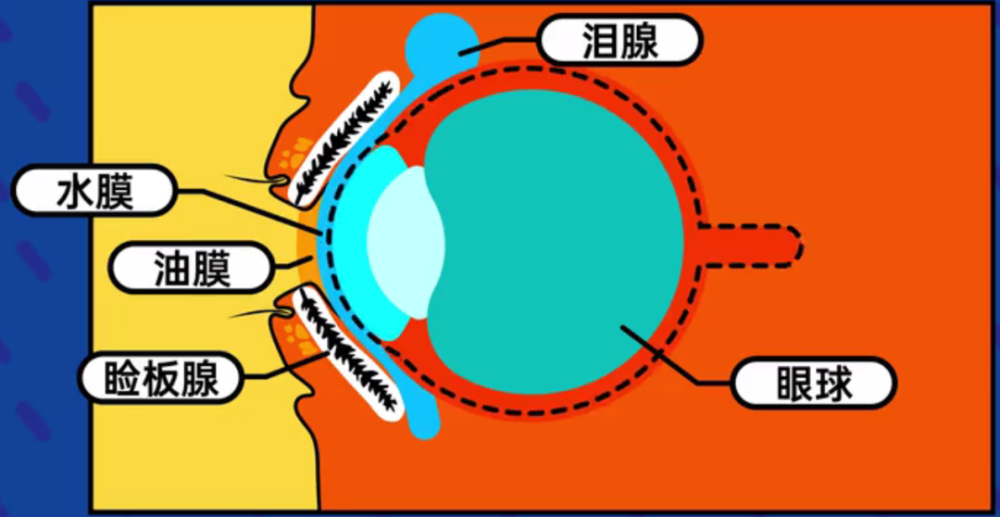 产品都可能使眼睑质无法顺畅的从睑板腺排出到眼表构成正常的泪膜结构