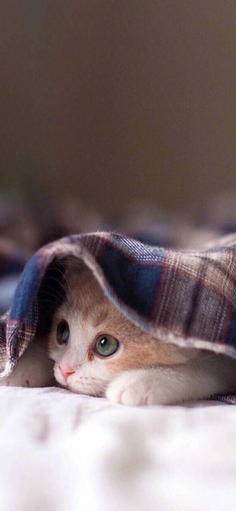 敲可爱猫咪神仙颜值头像背景图