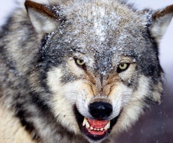 说了你也不信,白狼会报恩,这是一匹来自北方的狼