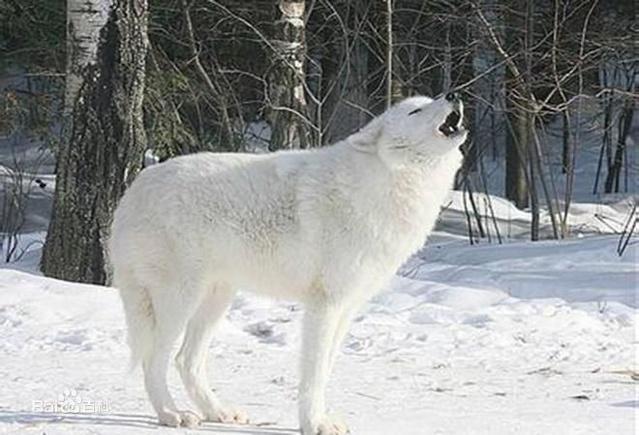 说了你也不信,白狼会报恩,这是一匹来自北方的狼