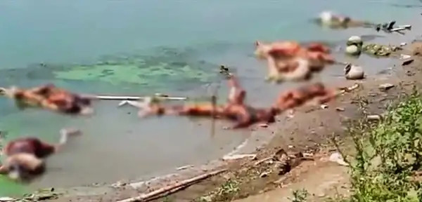 印度新冠疫情惨剧:恒河出现大量浮尸