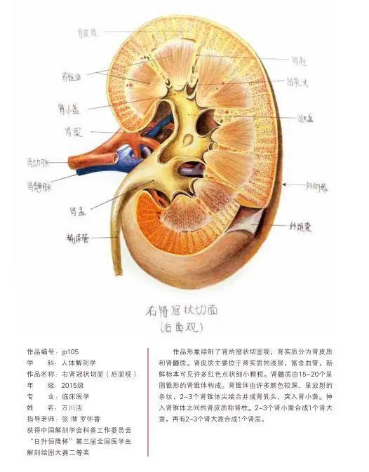 遵义医科大学学生手绘人体器官结构图超逼真