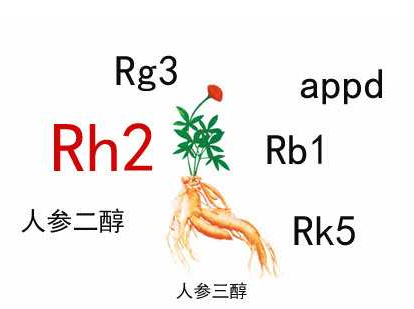 人参皂苷rg3跟人参皂苷rh2有什么区别?