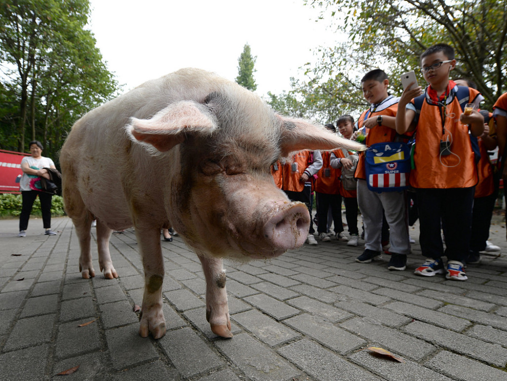 "猪坚强"去世引争议:这只在汶川地震中幸存的动物被捧
