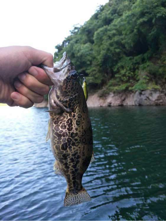 找对标点很重要|鳜鱼|野钓|路亚竿