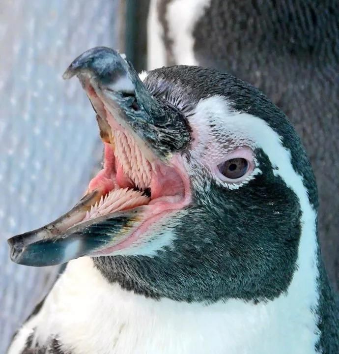 企鹅的嘴没有牙齿,企鹅的舌头以及上颚有倒刺,以适应吞食鱼虾等食物.