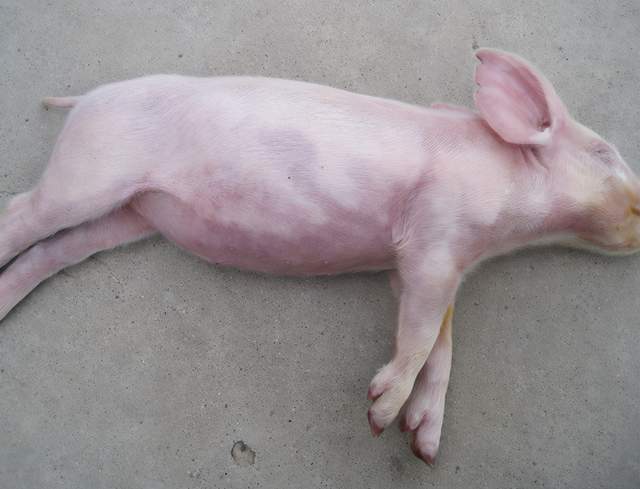 猪伪狂犬病在发病时就会出现仔猪躺在地上蹬腿站不起来这种现象,主要