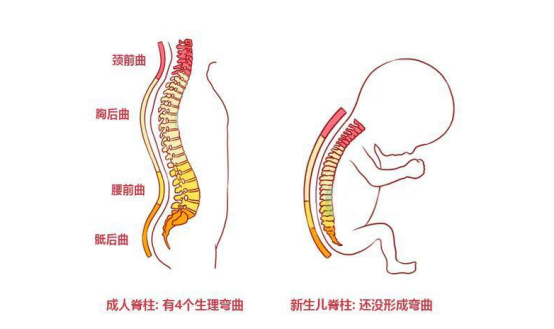 骨科专家表示: 婴儿没学会爬行,翻身前,其脊椎:颈曲,腰曲,胸曲,骶曲这