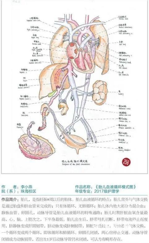 遵义医科大学学生手绘人体器官结构图,超逼真!