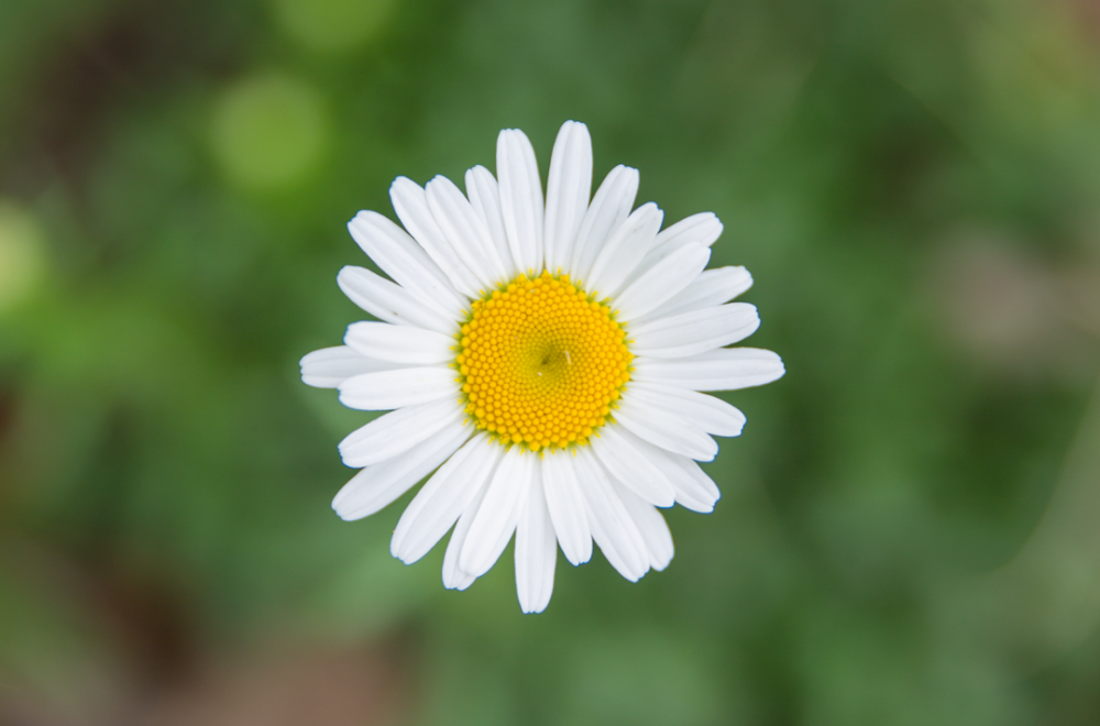 带来不一样的视觉享受 daisies 盛开在初夏的雏菊花,清新俏皮 每一朵