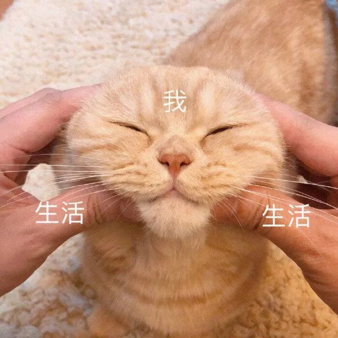 表情包:慌了,问题大了
