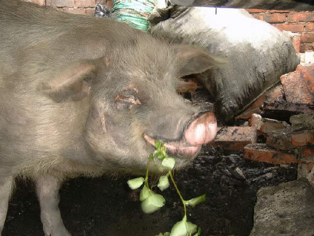 被救出后的"猪坚强"正在进食