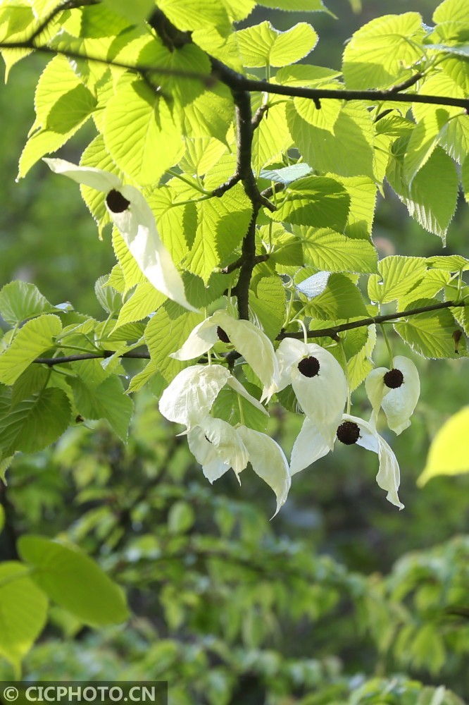 重庆黔江:珙桐花开 如白鸽翩翩起舞