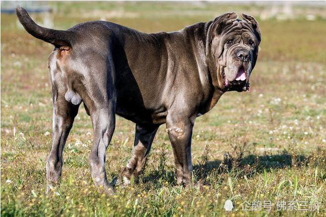 世界十大最强悍猛犬中国藏獒只能排四