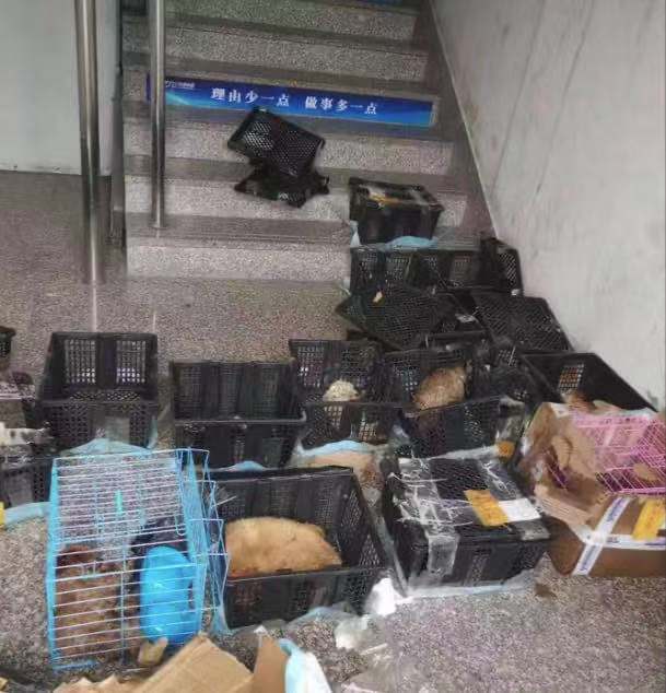 深圳宠物物流