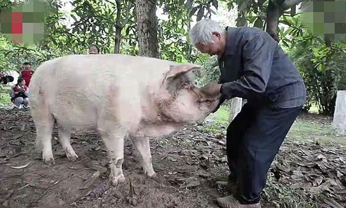 猪坚强一个汶川大地震特殊的亲历者