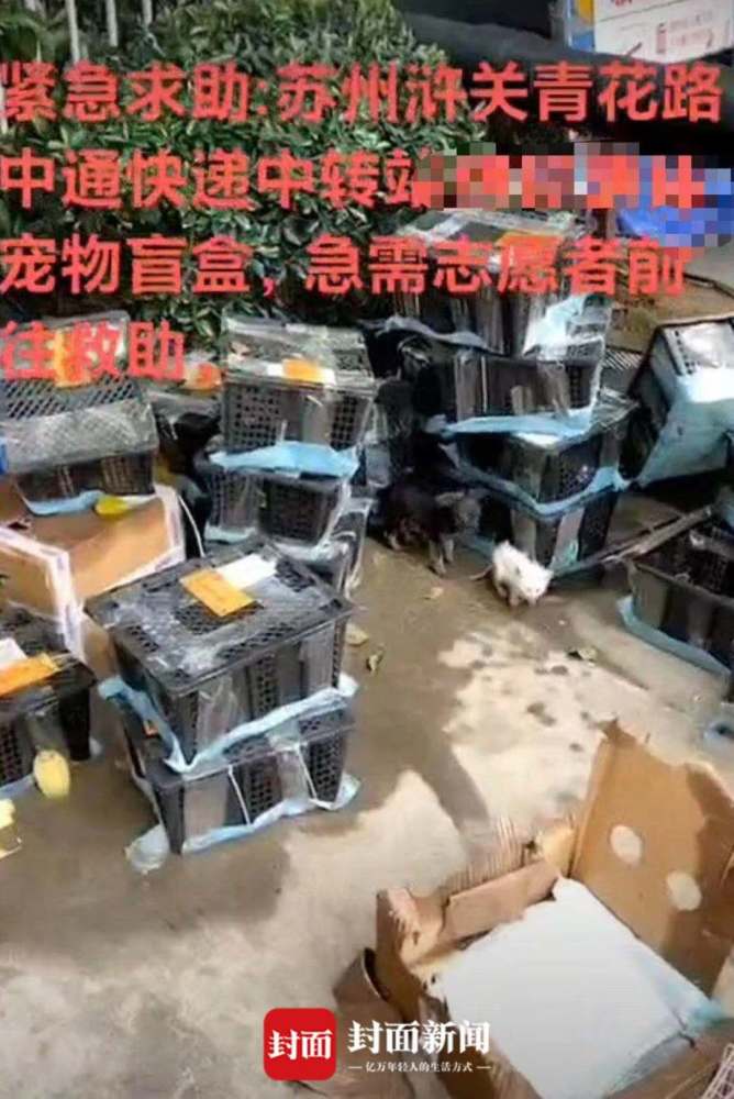 大连宠物快递公司