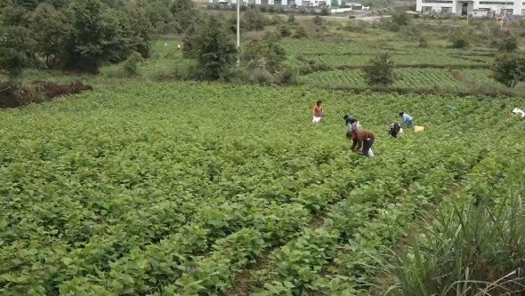 黔南荔波一片桑芽菜撬动一个绿色产业