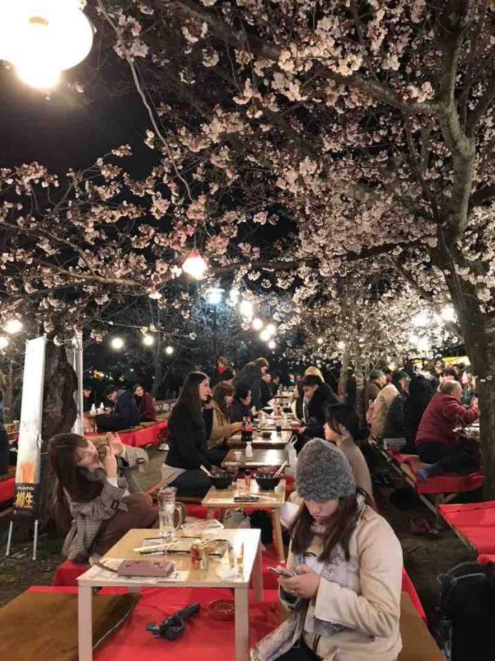 写点生活|京都樱花祭