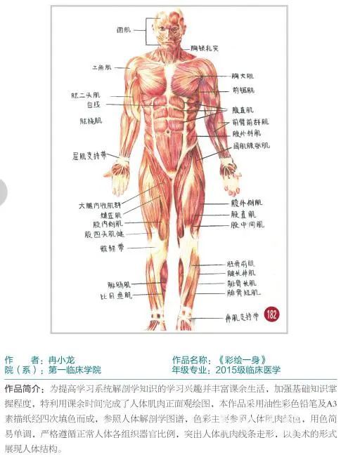 厉害了,遵义医科大学学生手绘人体解剖图堪比印刷!