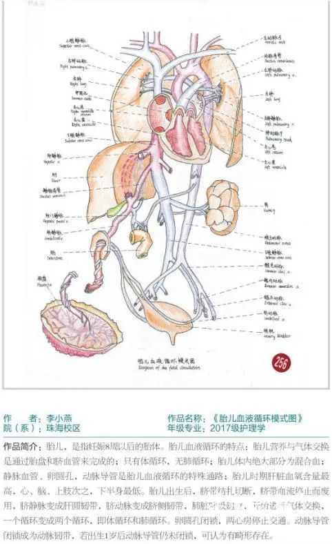 厉害了遵义医科大学学生手绘人体解剖图堪比印刷