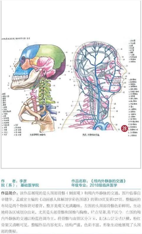 厉害了,遵义医科大学学生手绘人体解剖图堪比印刷!