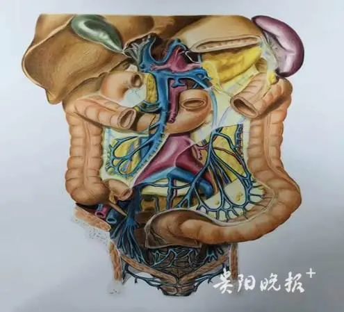 厉害了,遵义医科大学学生手绘人体解剖图堪比印刷!