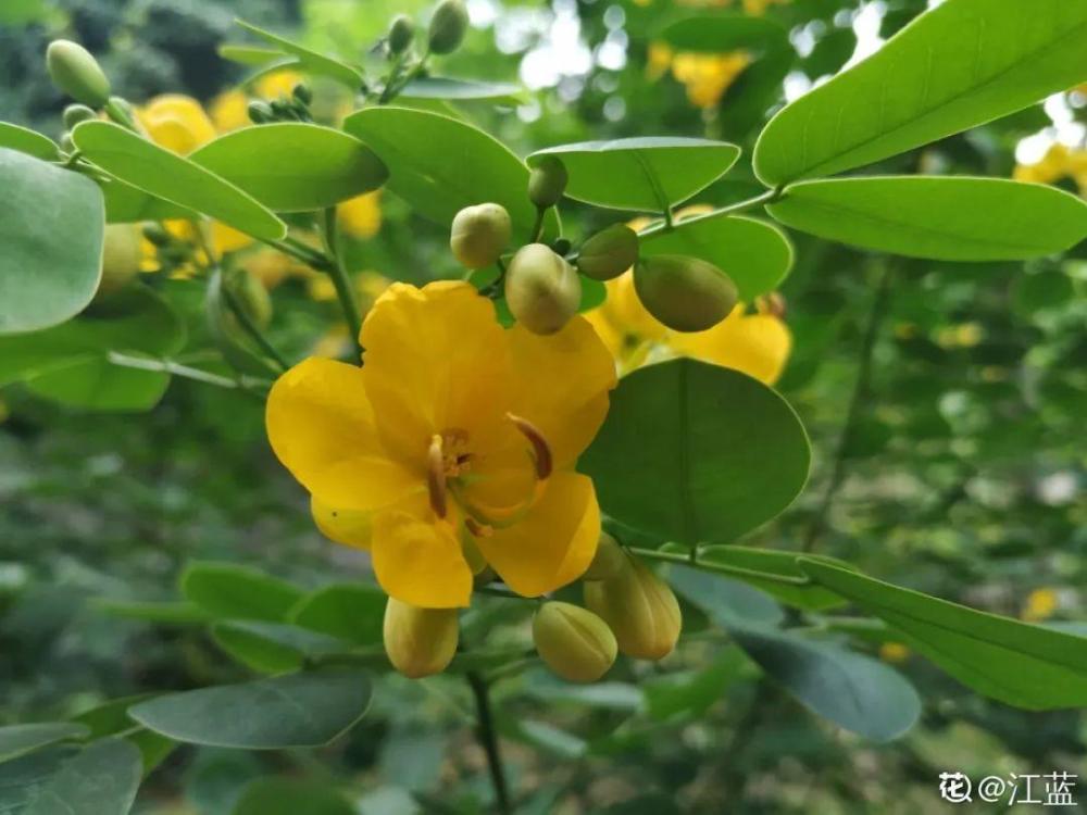 黄花决明