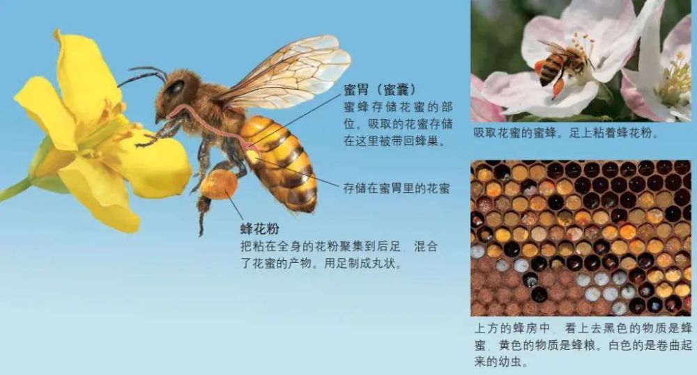 蜜蜂为什么要采集花蜜和花粉,并制造蜂蜜?