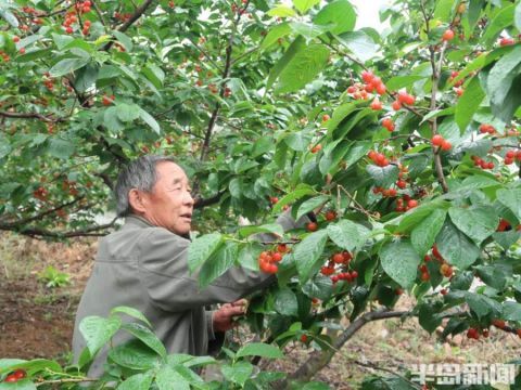 青岛山色峪樱桃山会今日开幕,4000亩红樱桃迎丰收(附采摘攻略)