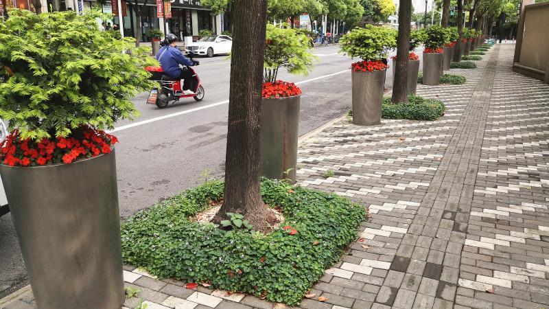 上海这些地方的行道树悄悄换上"花裙子,路面不再冷冰冰