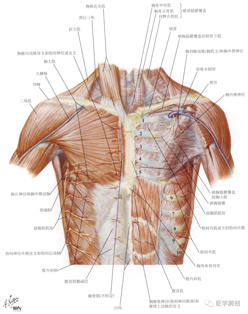 填图题|胸肌的解剖