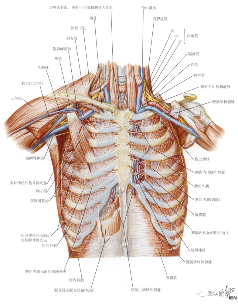 填图题|胸肌的解剖