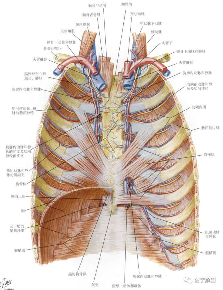 本期题目(膈——腹腔面)