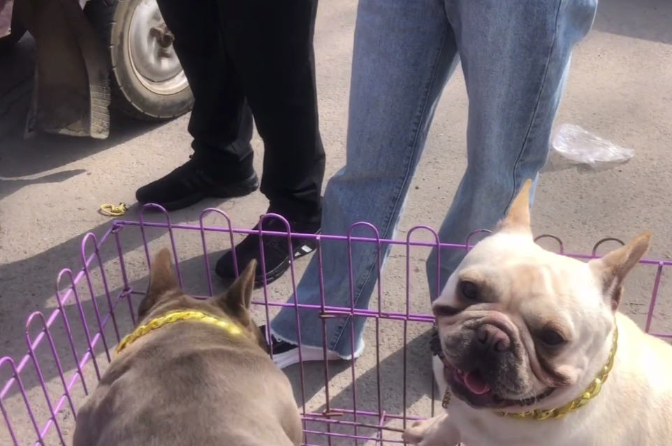 河南:小伙狗市炫富,两只法国斗牛犬要价60万,网友:一千顶天了