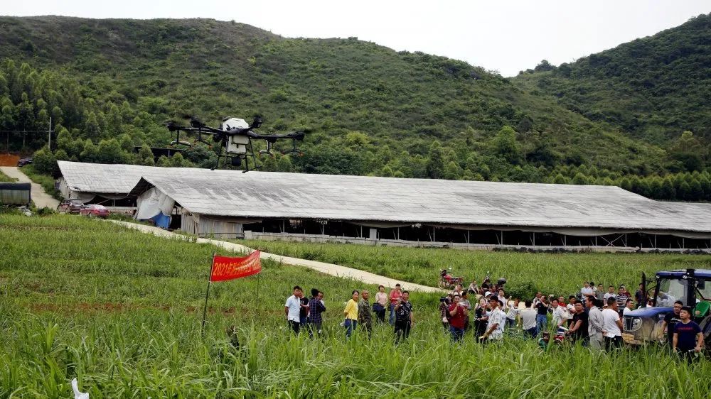 大良镇人口_坚持多措并举为春耕生产保驾护航