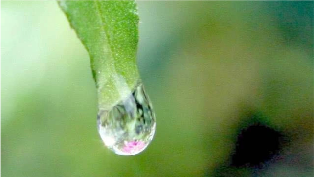 心理学:4滴水滴,你觉得哪一滴会掉下来?测出你的洞察能力有多强,准!