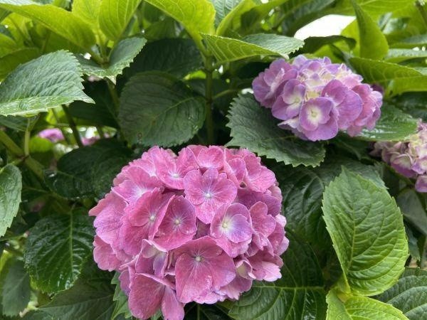 青山公园的绣球花有300余平方米,主要分布于撷趣园及公园后区.
