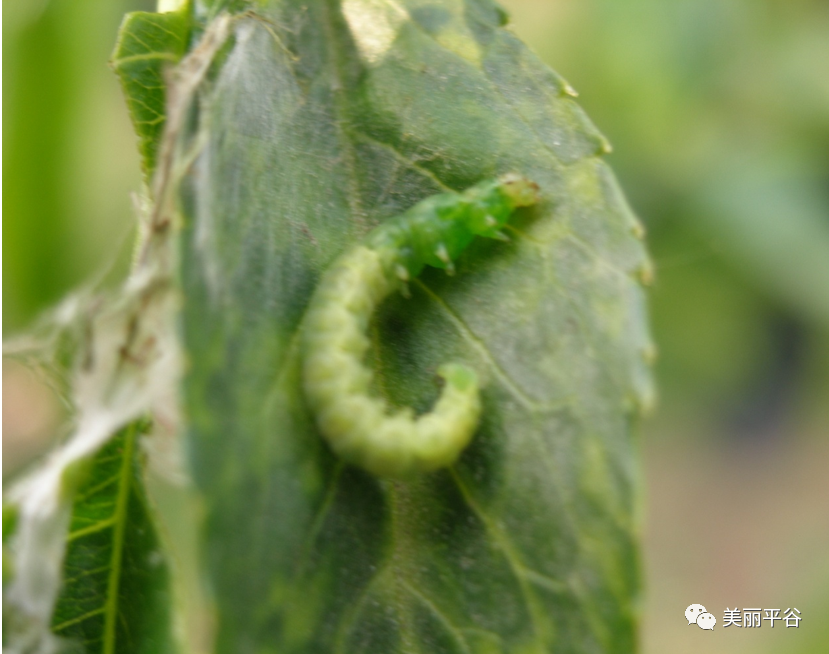 影像平谷桃园苹小卷叶虫的发生特点及防治