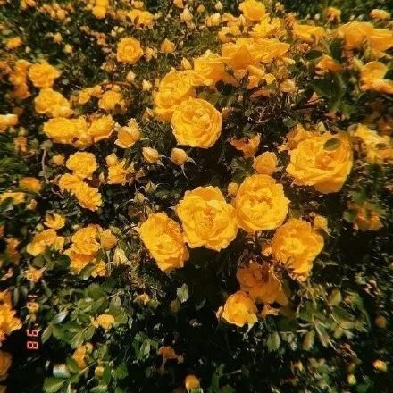 黄色系背景图|花|头像|文字