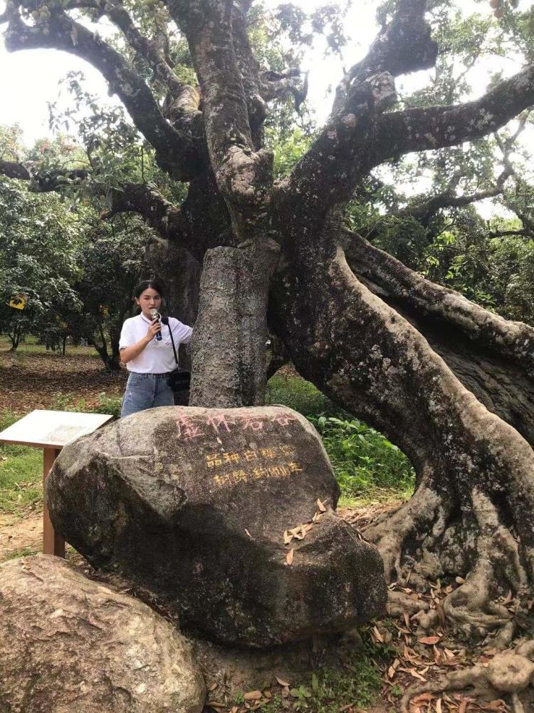 "高州根子镇贡园讲解员介绍,园中树龄超过500年老荔枝树有39棵,其中超