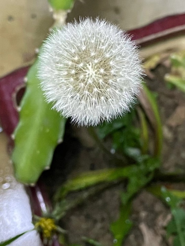 蒲公英的种子,我也想像蒲公英一样自由自在,可是现实总是很残酷,努力