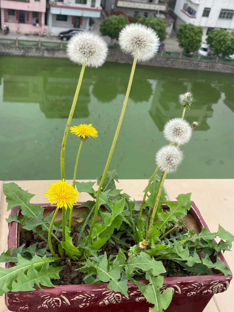 蒲公英的种子,我也想像蒲公英一样自由自在,可是现实总是很残酷,努力