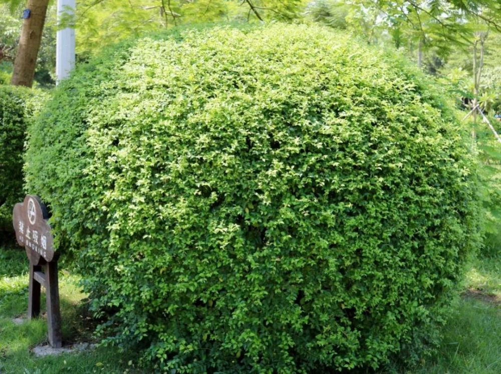 每日植物|小叶女贞