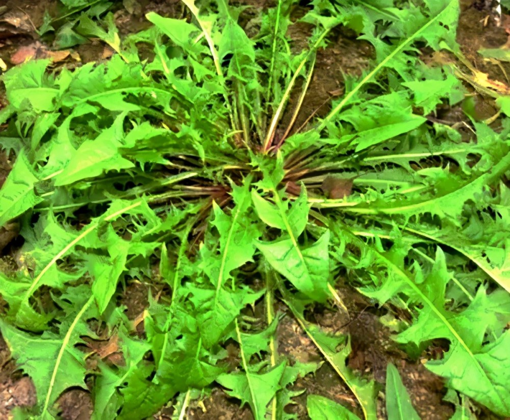 南京有20多种野菜可供食用,但最具代表性,最受欢迎的有八种