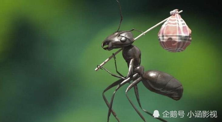 蚂蚁之谜:蚂蚁靠什么通讯?食物在很远的地方蚂蚁为什么能知道?